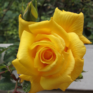 Royal Gold - trandafiri - www.ioanarose.ro